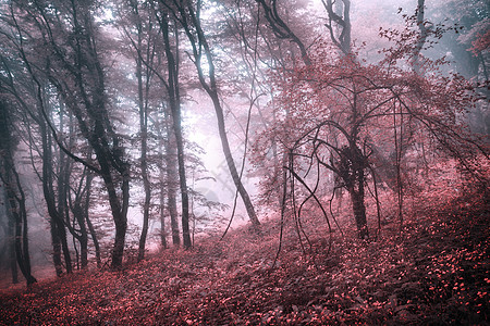 雾中神秘的森林,粉红色的叶子红花克里米亚的春天早晨神奇的气氛童话故事神秘的春天森林雾中,粉红色的叶子红图片
