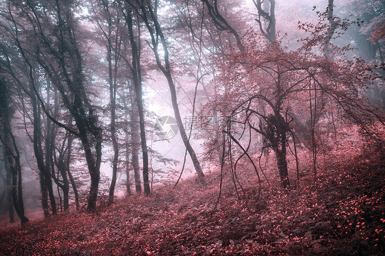 雾中神秘的森林,粉红色的叶子红花克里米亚的春天早晨神奇的气氛童话故事神秘的春天森林雾中,粉红色的叶子红图片
