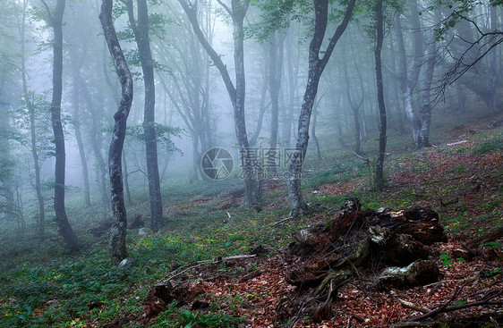 神秘的春天森林雾中,树木青草早上克里米亚神秘的春天森林雾中,树木青草图片