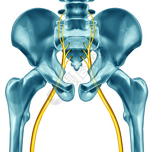 坐骨神经种人体解剖学,白色背景上三维插图元素图片