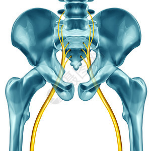 坐骨神经种人体解剖学,白色背景上三维插图元素背景图片