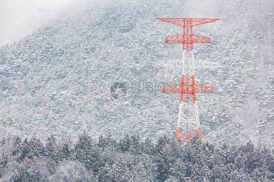长野竹浦松林冬季景观电杆动力柱图片