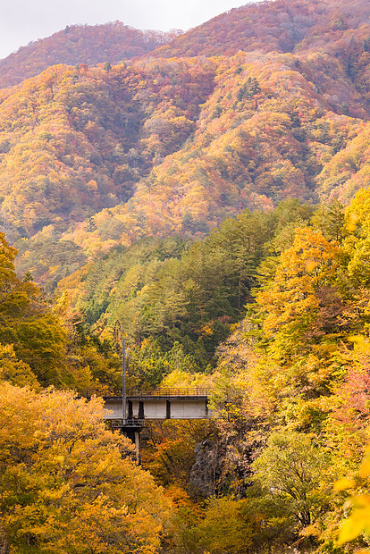 秋叶与红色火车通勤福岛日本图片