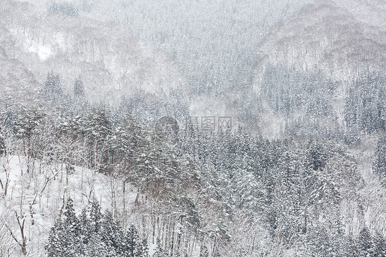 日本舒布市松林冬季景观图片