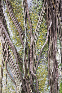 根的树树根叶枝生长丛林森林图片