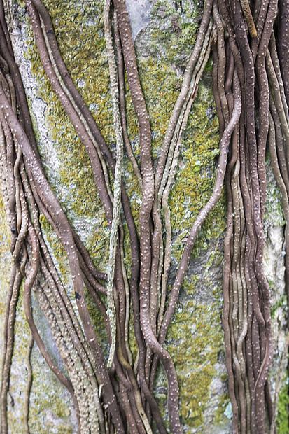 大树根茎叶图片
