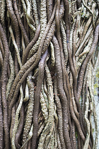 根的树树根叶枝生长丛林森林图片