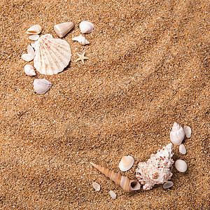 沙子上各种贝壳的背景的风景来自沙子上各种贝壳的框架图片