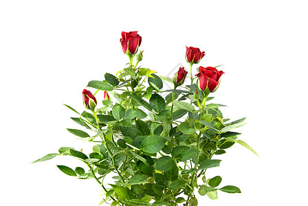 红色玫瑰花分离白色图片