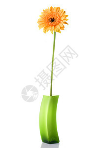 橙色雏菊格贝拉绿色璃花瓶隔离白色图片
