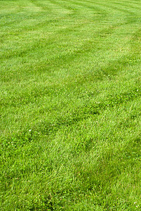 绿色的草地背景条纹图片
