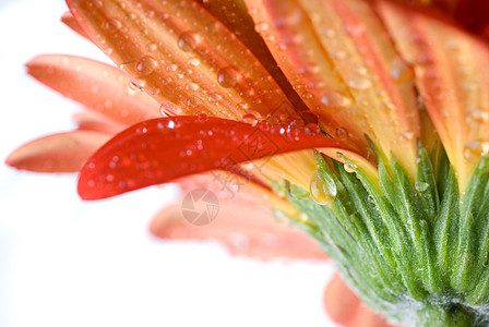 花与水滴素材红色雏菊格贝拉头观与水滴分离白色背景