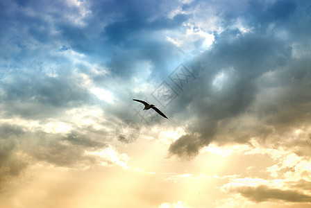 鸟戏剧的云与太阳光图片