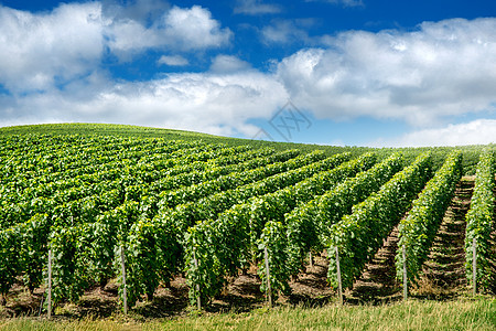 葡萄园景观,蒙塔涅德莱姆斯,法国背景图片
