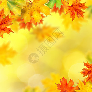 秋天叶子的背景图片