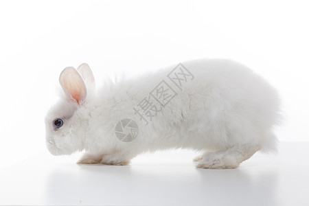 白兔白色背景上分离图片