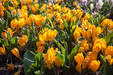 荷兰库肯霍夫公园的花卉,也被称为欧洲的花园,世界上最大的花园图片