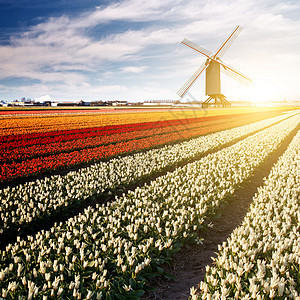荷兰郁金香领域的风车图片