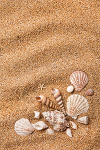 来自沙子上各种贝壳的框架图片