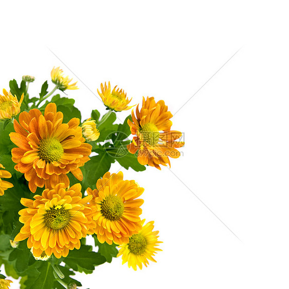 黄色菊花花分离白色图片