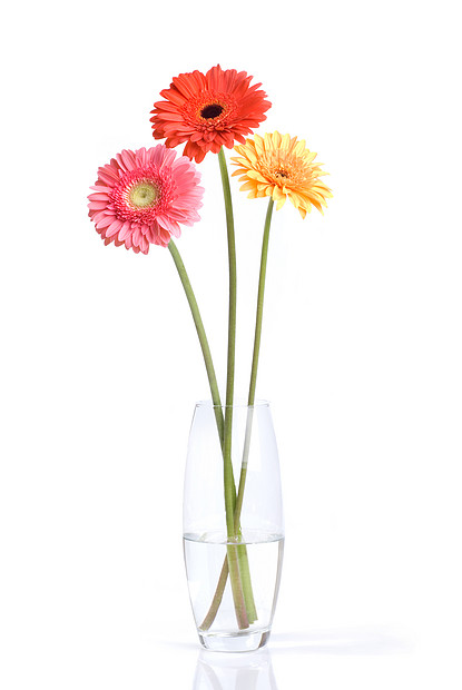 花雏菊格贝拉璃花瓶分离白色图片