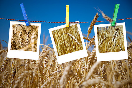 小麦的照片挂绳子上,钉麦田上图片