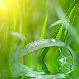 绿草水滴阳光图片