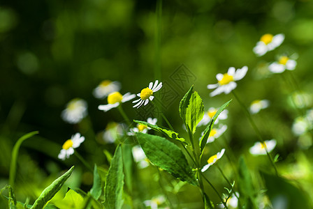 绿色阳光草地上的白色洋甘菊图片