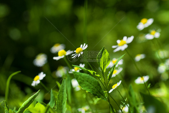 绿色阳光草地上的白色洋甘菊图片