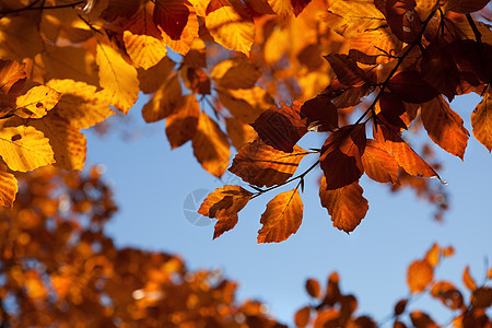 秋天叶子的背景图片