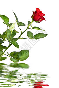 红色玫瑰,反射白色上图片
