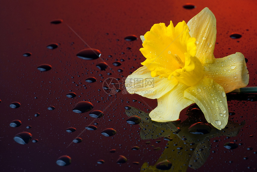 黄色水仙花红色背景上水滴图片