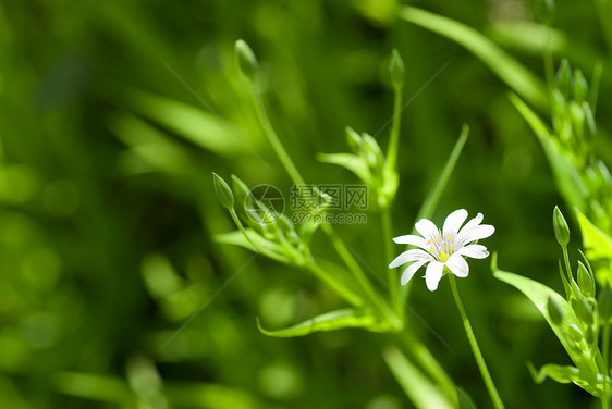 绿色草中的白色洋甘菊图片