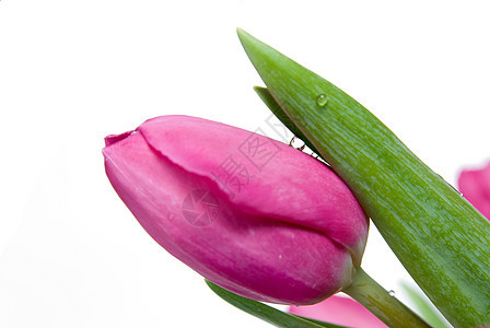 水滴白色分离的粉红色郁金香上图片