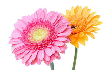粉红色黄色雏菊格贝拉白色上分离图片