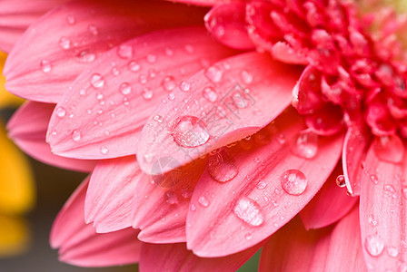 粉红色雏菊格贝拉与水滴分离白色图片