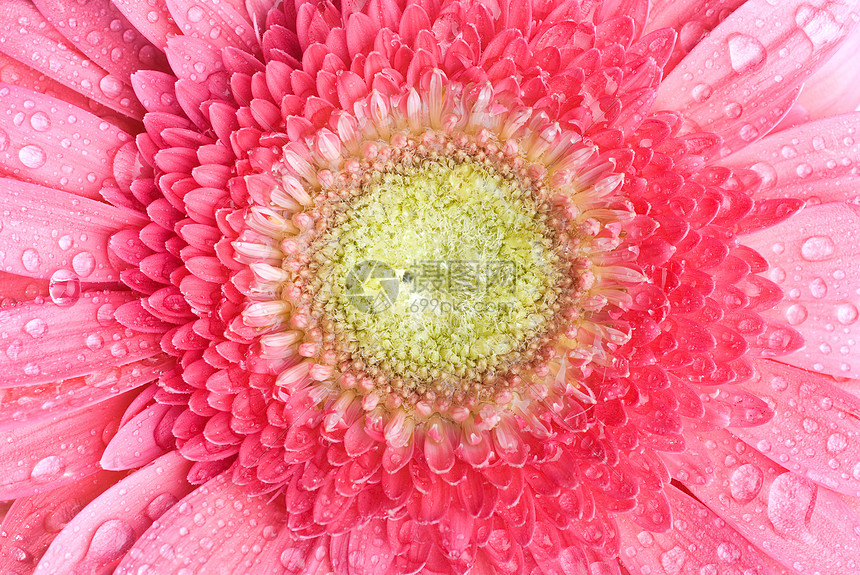 粉红色雏菊格贝拉与水滴图片