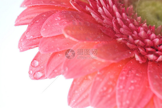 粉红色雏菊格贝拉与水滴分离白色图片