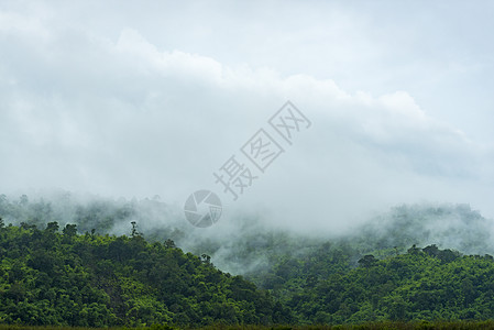 泰国热带森林的景色图片