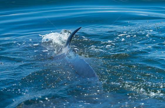 大白鲸游水,把水空气中呼气许多布莱德鲸鱼住泰国海湾泰国图片
