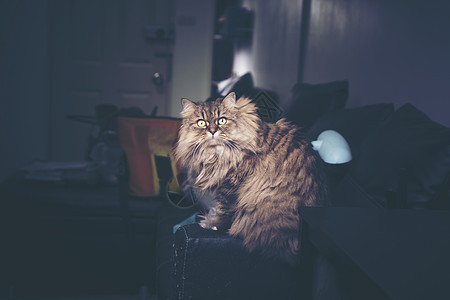 波斯猫,老式过滤器图像背景图片