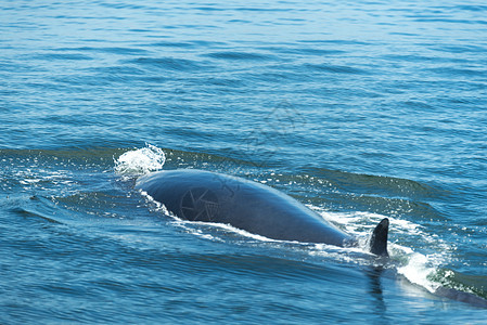 大白鲸游水,把水空气中呼气许多布莱德鲸鱼住泰国海湾图片