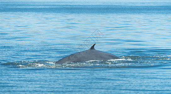 布莱德鲸鱼泰国湾图片