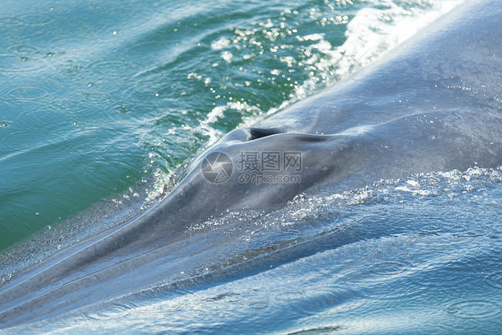 布莱德鲸鱼泰国湾图片