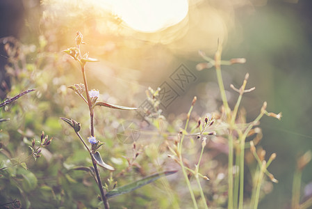 美丽的自然图片,它由花,草,太阳朝阳,用于背景壁纸图片