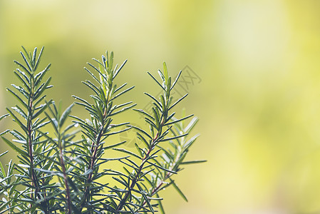 迷迭香锅里植物迷迭香高清图片