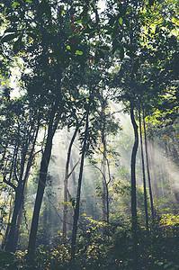太阳光穿过雾热带雨林图片