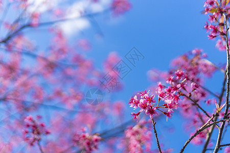 热带森林里五颜六色的花图片