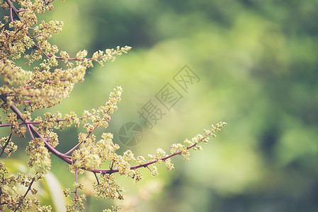 芒果花花序图片