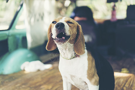 小猎犬小狗车里图片